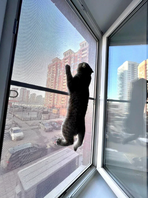 Cat safe mosquito net